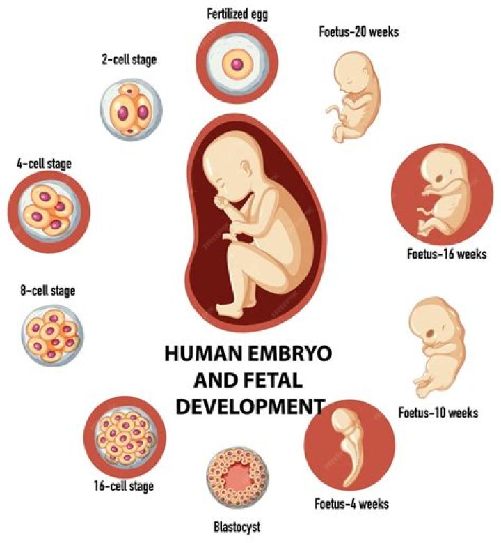 Which cavity forms earliest in fetal development?