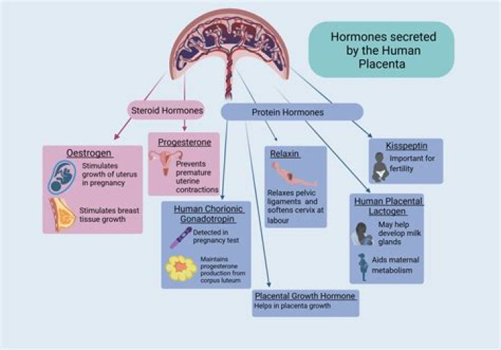 Which cell secretes the hormone that promotes HCl