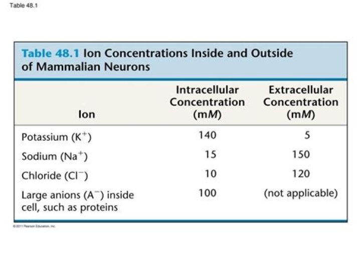 Which describes the ion concentrations inside and outside of a neuron
