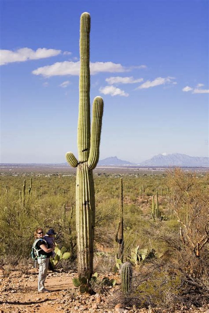 Which desert has the tallest cactus