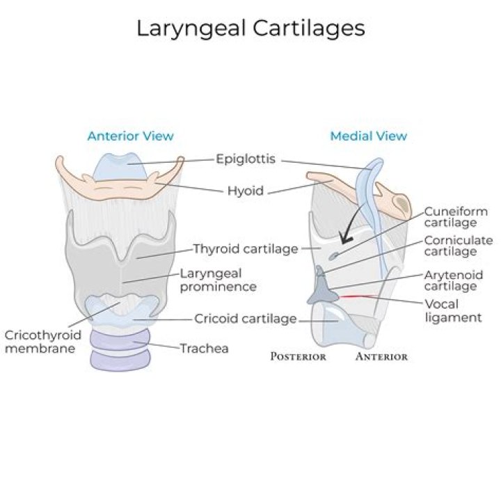 Which is the smallest cartilage in larynx