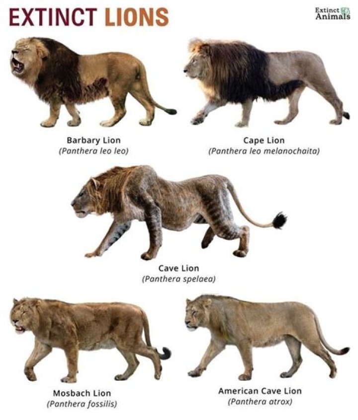 Which Lion has hair male or female?