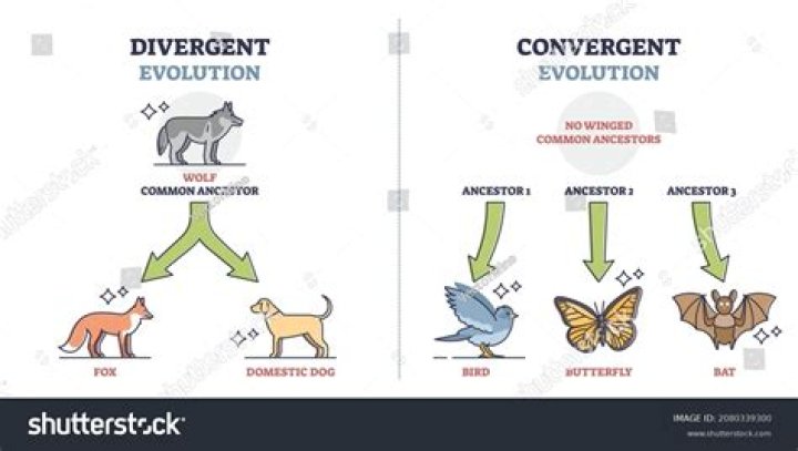 Which of the following is an example of convergent evolution