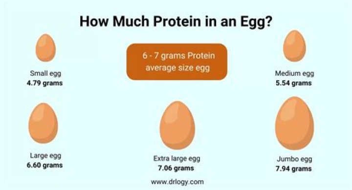 Which part of egg contains more protein