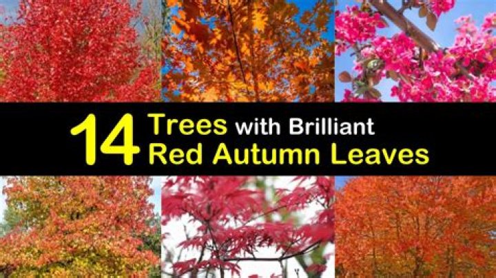 Which trees have red leaves in autumn