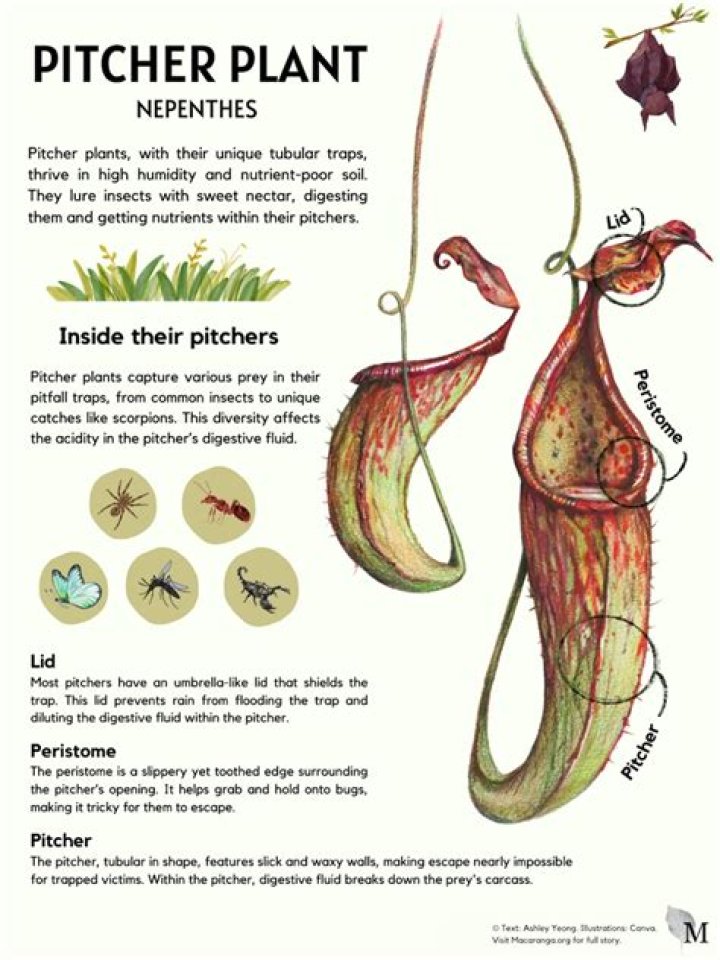 Which type of plant is Nepenthes
