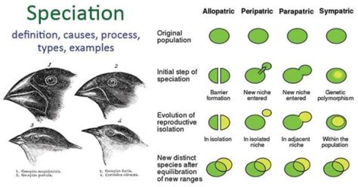 Which type of speciation is more common and why?