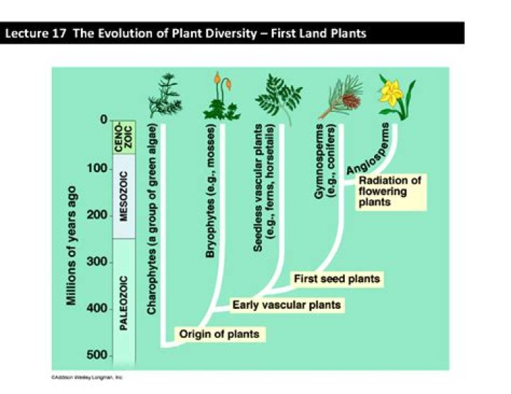 Which was the first land plant to evolve seeds