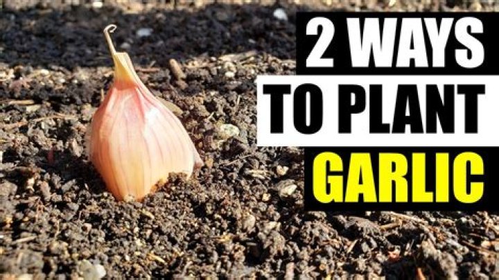 Which way do you plant garlic cloves