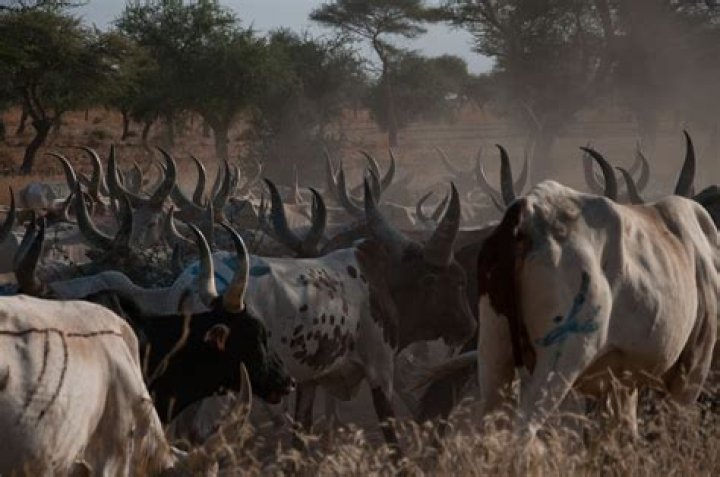 Who are cattle herders?
