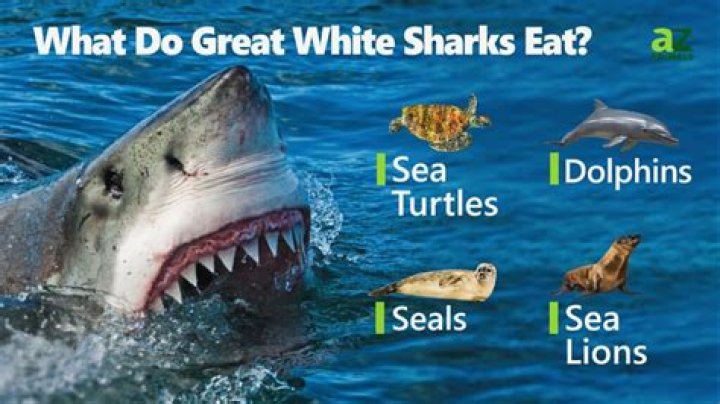 Who eats great white sharks