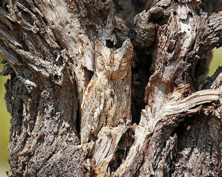 Who made camouflage?