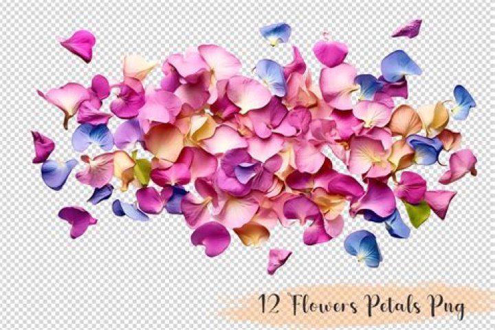 Why are flower petals different colors