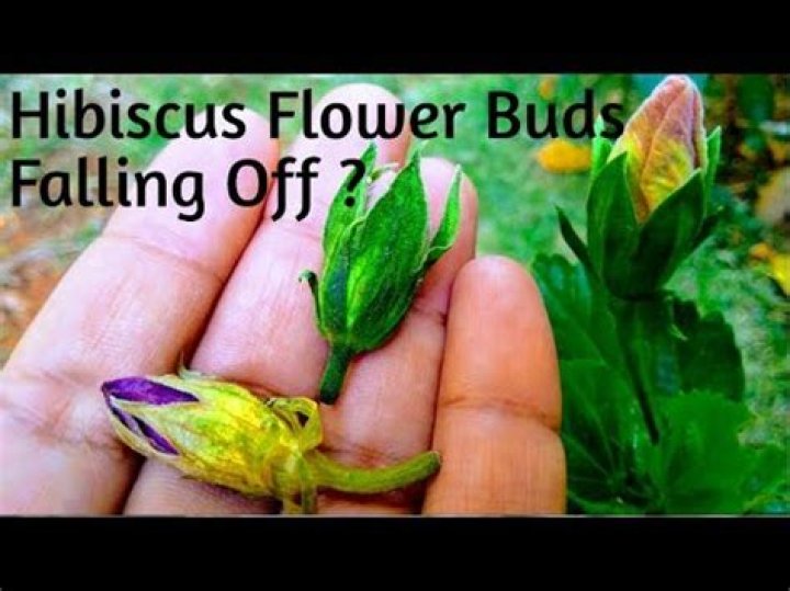 Why are my hibiscus blooms falling off