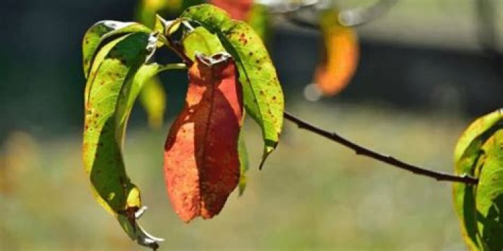 Why are my peach tree leaves turning yellow