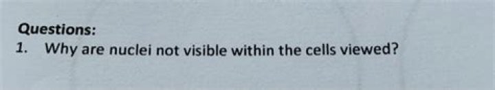 Why are nuclei not visible within the cells viewed?