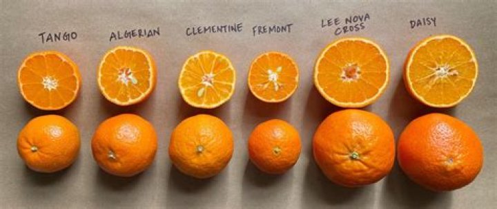 Why are oranges used in soccer games?