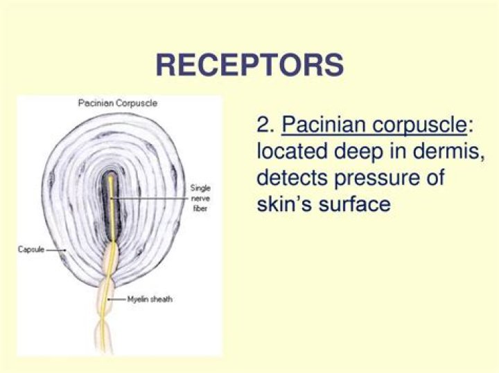 Why are Pacinian corpuscles particularly responsive to vibration?