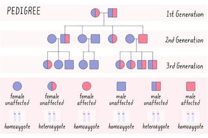 Why are pedigrees used to examine the genetics in human families