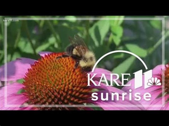 Why are rusty patched bumble bees endangered