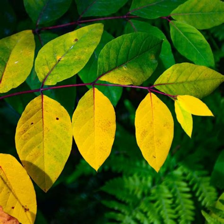 Why are the leaves on my newly planted trees turning yellow