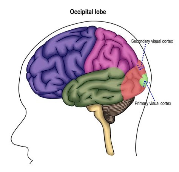 Why are the occipital lobes critical to vision