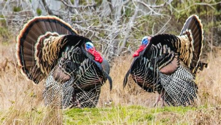 Why are there so many turkeys in California?