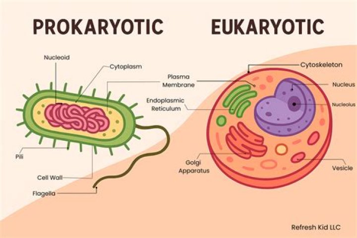 Why bacteria are considered as prokaryotic cells