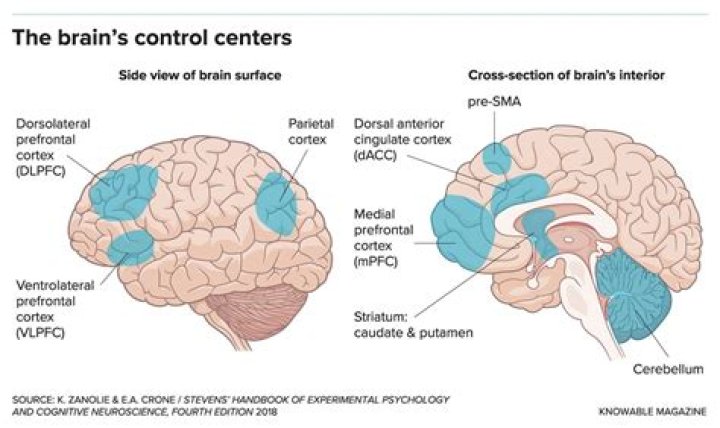 Why brain is the control center of the body?