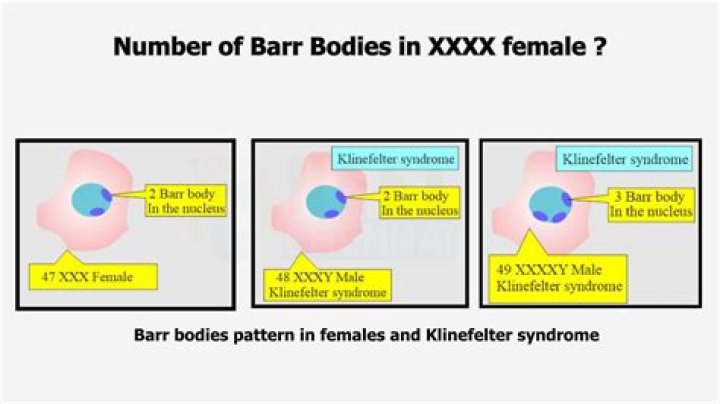 Why do Barr bodies exist