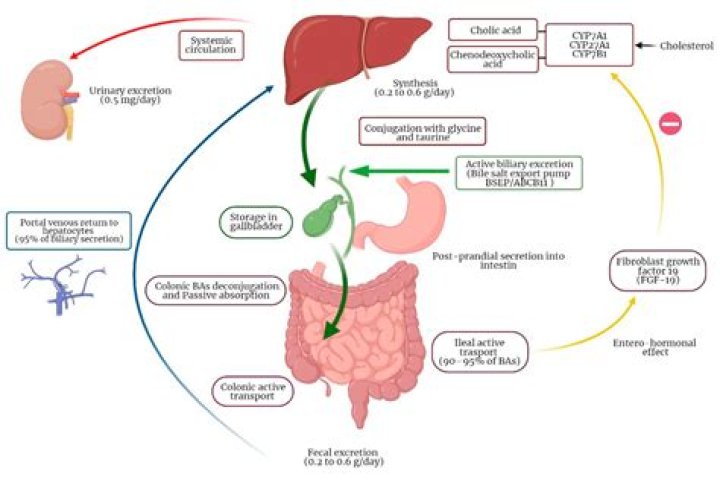 Why do bile salts inhibit pancreatic lipase