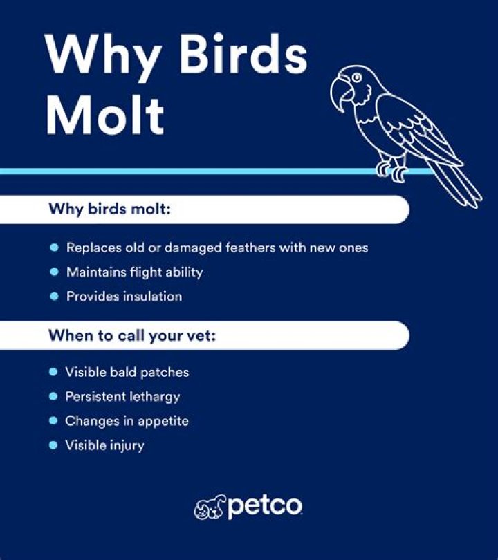 Why do birds molt their feathers