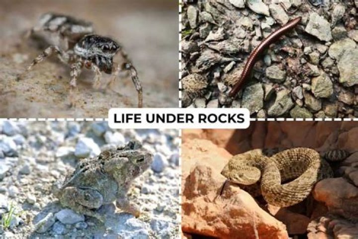 Why do bugs hide under rocks?