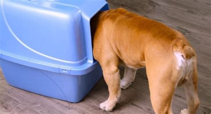 Why do dogs eat cat poop out of the litter box