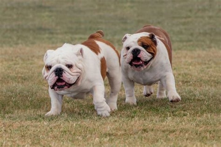 Why do English Bulldogs get hot spots