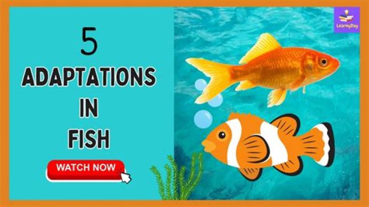 Why do fish have air bladders?