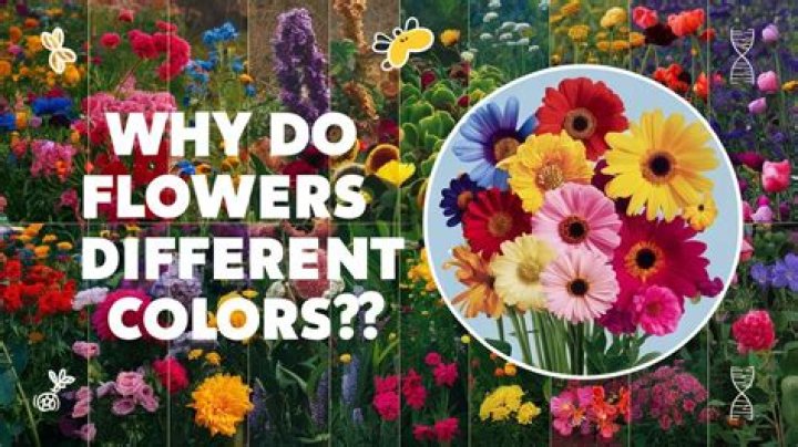 Why do flowers have meanings?