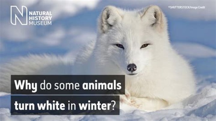 Why do hares turn white in winter