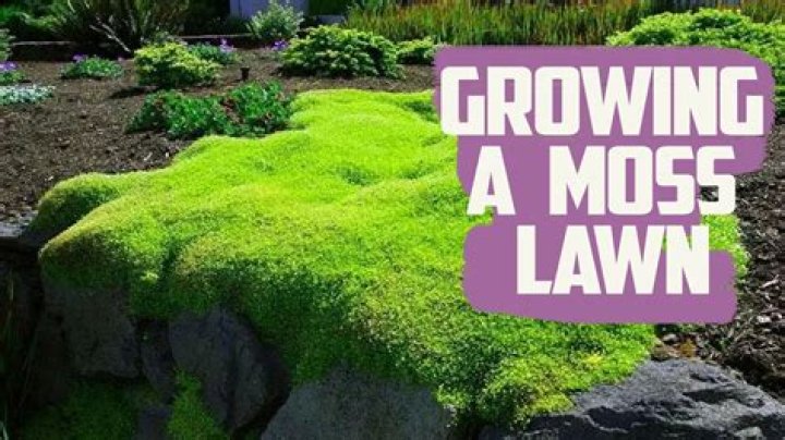 Why do live oaks have moss?