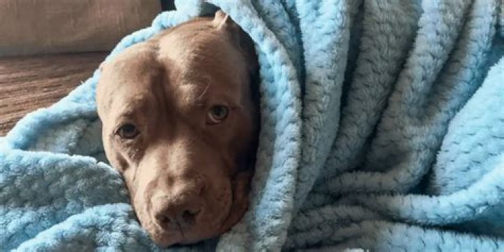 Why do pit bulls like to sleep under blankets?