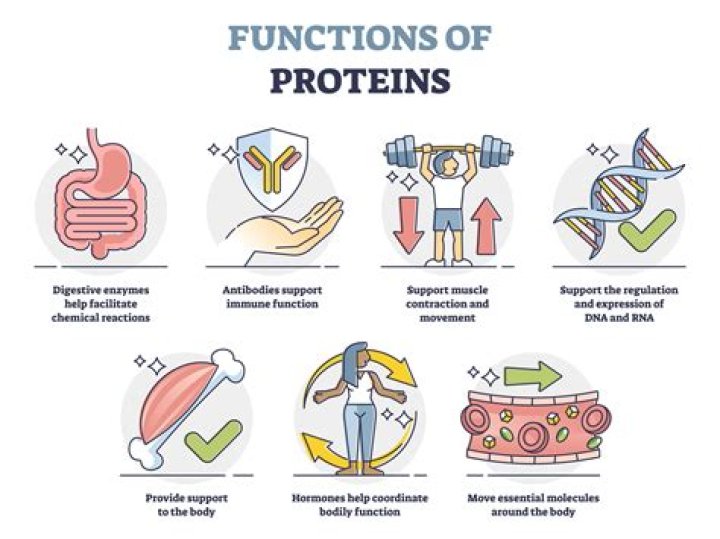 Why do proteins exist