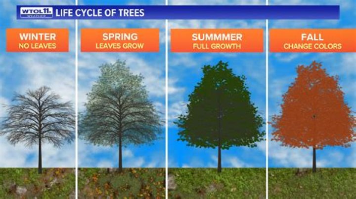 Why do trees change color at different times