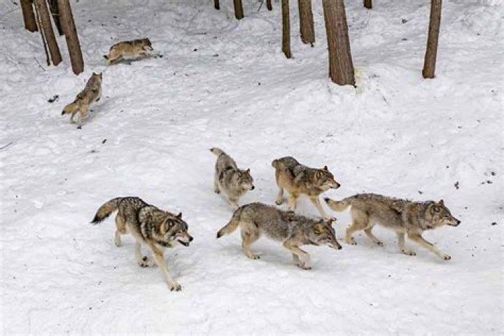 Why do wolves live longer in captivity?