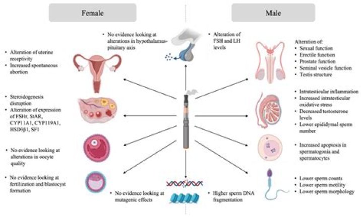 Why does bulimia affect fertility