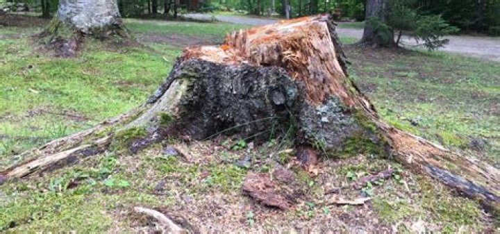 Why does my tree stump smell