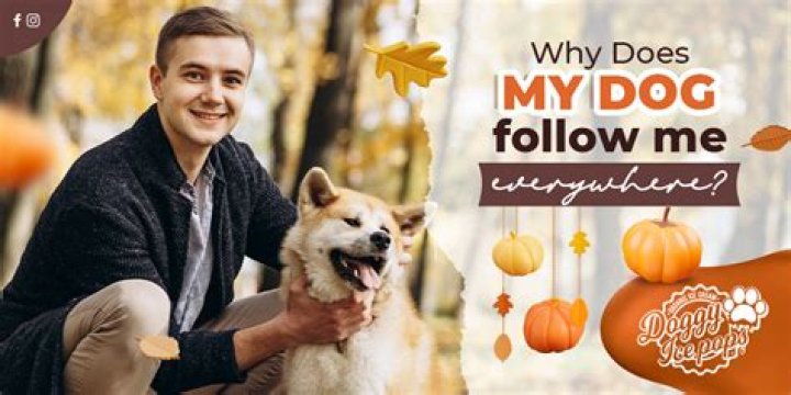 Why does your dog follow you?