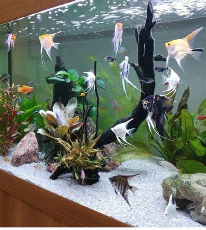 Why fishes are dying in my aquarium