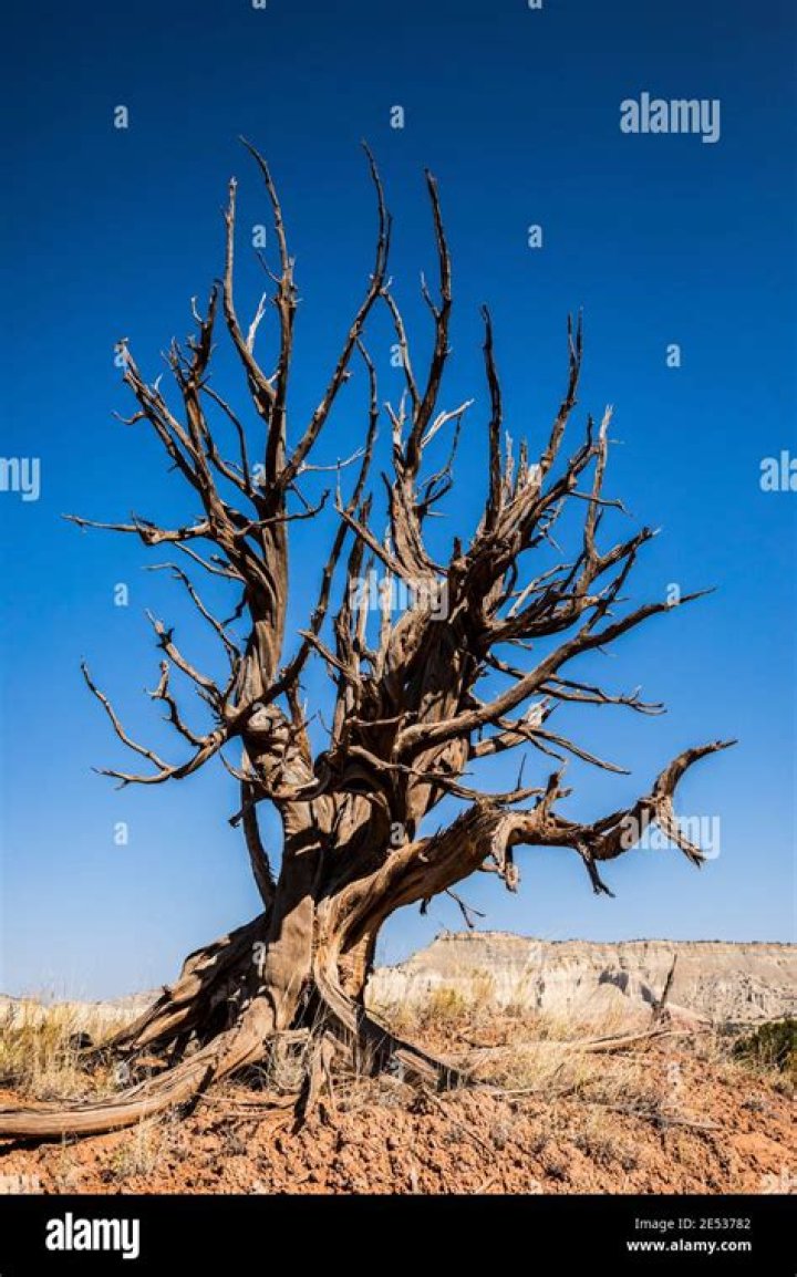 Why is a dead tree called a snag?