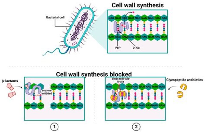 Why is ampicillin used in bacterial transformation