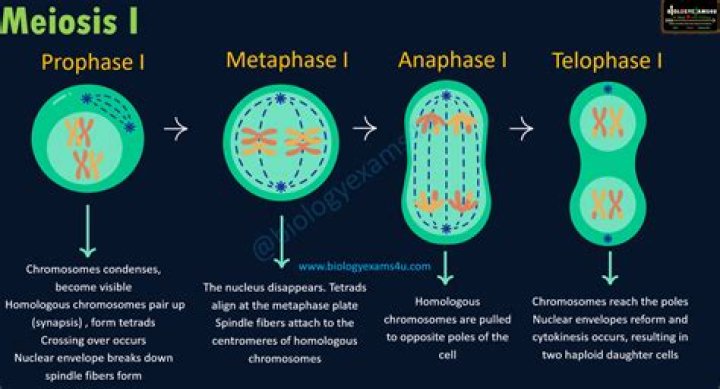 Why is it called anaphase?